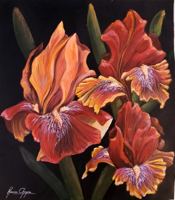 Flamboyant Irises